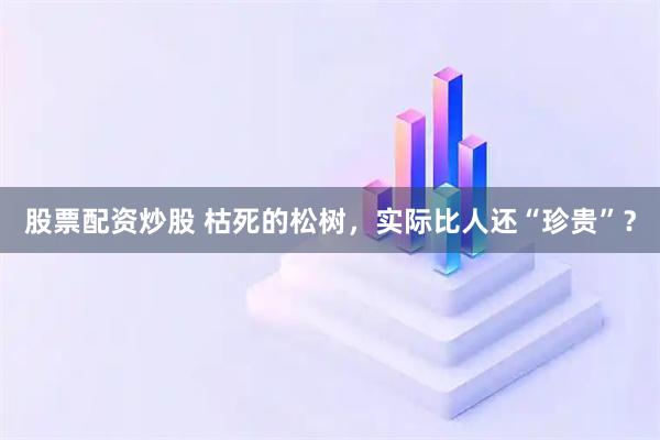 股票配资炒股 枯死的松树，实际比人还“珍贵”？